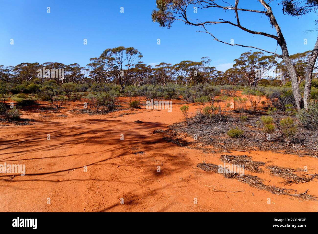 Goldfields red dirt road, Coolgardie, Western Australia Stock Photo Alamy