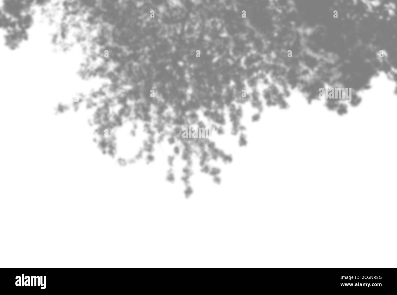 Summer background of plant shadows. Shadow of tree leaves on a white ...
