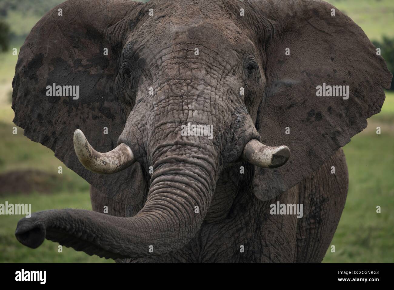 An African bush elephant (Loxodonta africana), the largest living land creature, in the Maasai Mara National Reserve in Kenya. Stock Photo