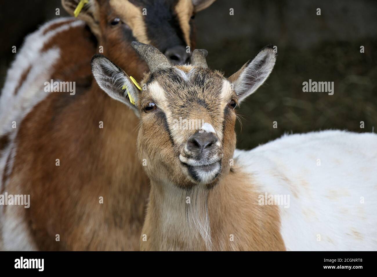 The head of an attentive domestic goat from close up Stock Photo