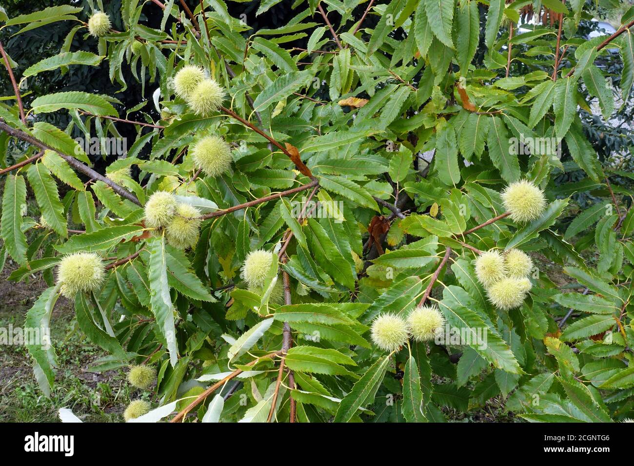 unreife Früchte einer Esskastanie oder Edelkastanie (Castanea sativa), Schenna, Südtirol, Italien Stock Photo