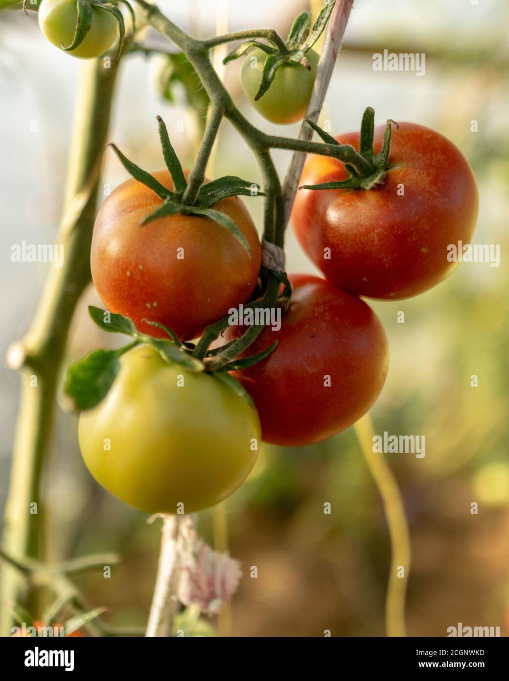beautiful, healthy and tasty tomatoes in the greenhouse, autumn harvest time Stock Photo