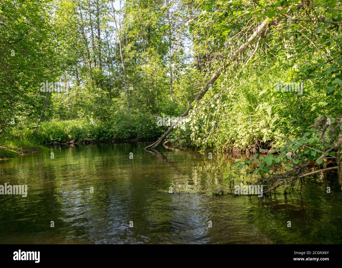 summer landscape with forest river reflection view, green forest river ...