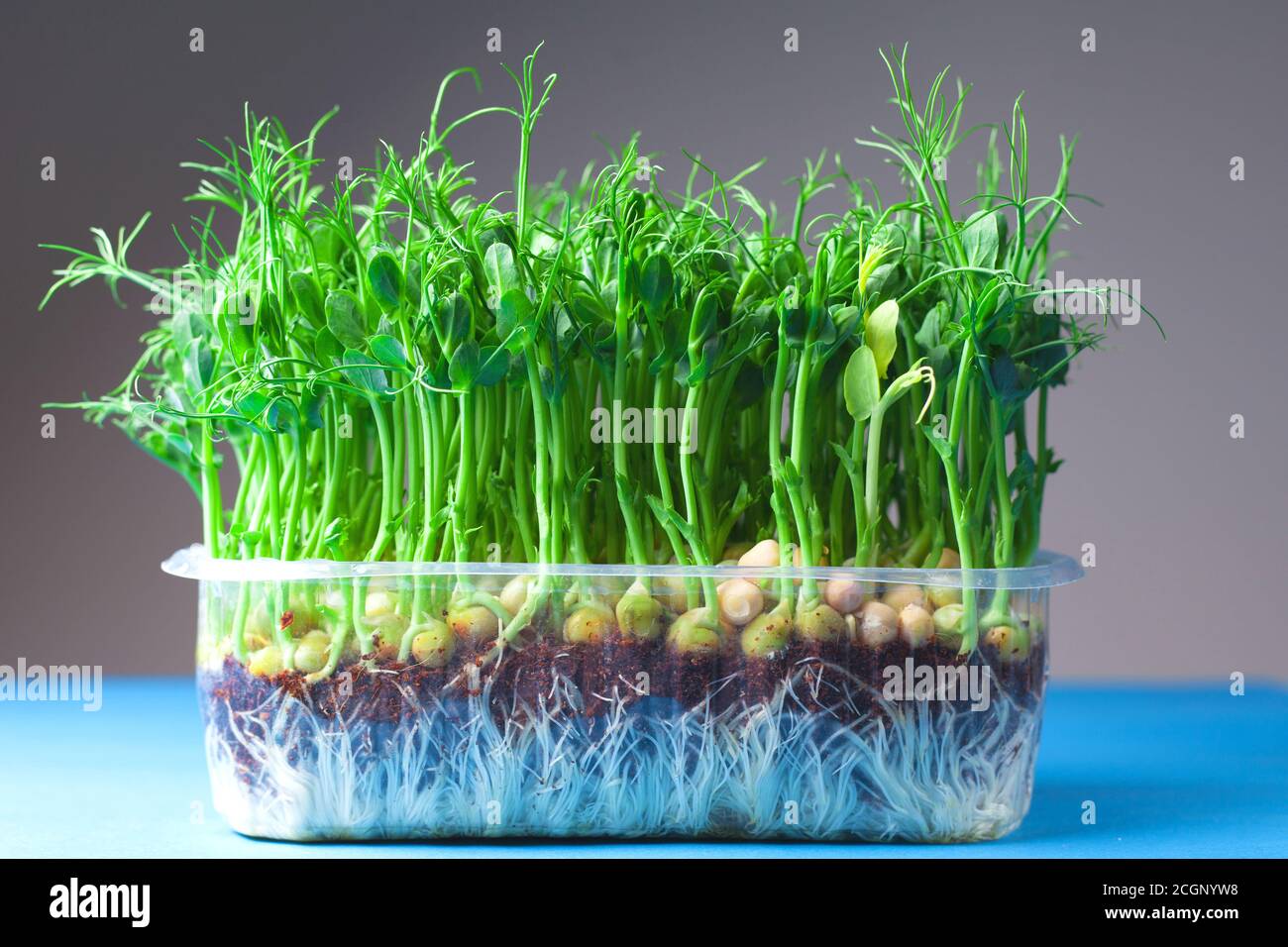 Young vegetable pea sprouts, microgreen on a gray background. organic micro sprouts grown in a plastic box Stock Photo