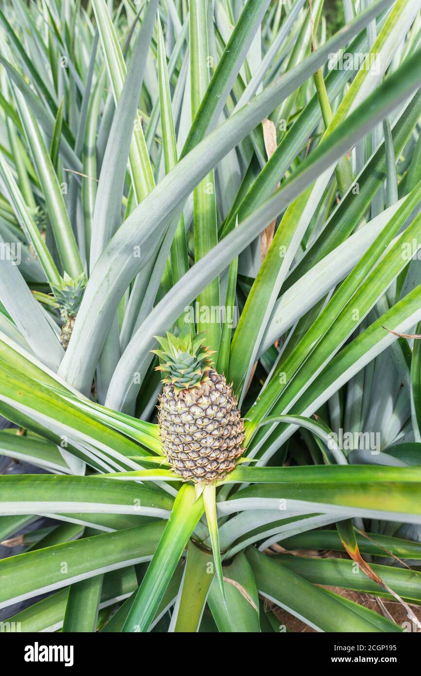 Pineapple plantation, Sarapiqui, Costa Rica Stock Photo