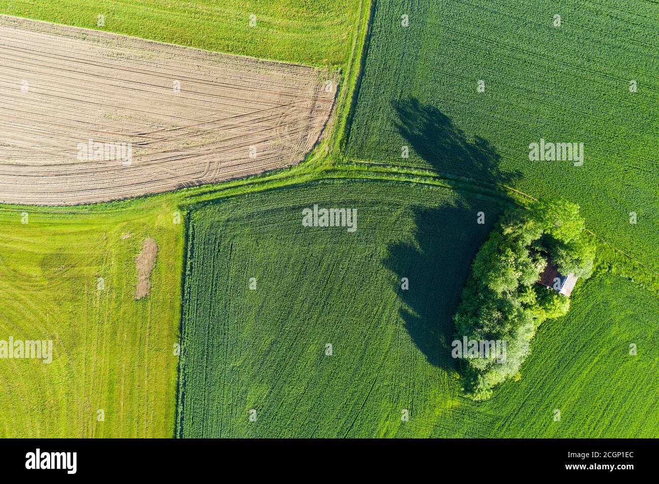 Group of trees in cultural landscape, near Huglfing, Pfaffenwinkel, drone photograph, Upper Bavaria, Bavaria, Germany Stock Photo