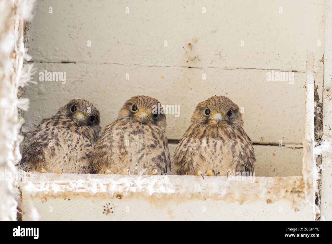 Three Common kestrels (Falco tinnunculus), young birds, sitting in the nesting box, Hesse, Germany Stock Photo