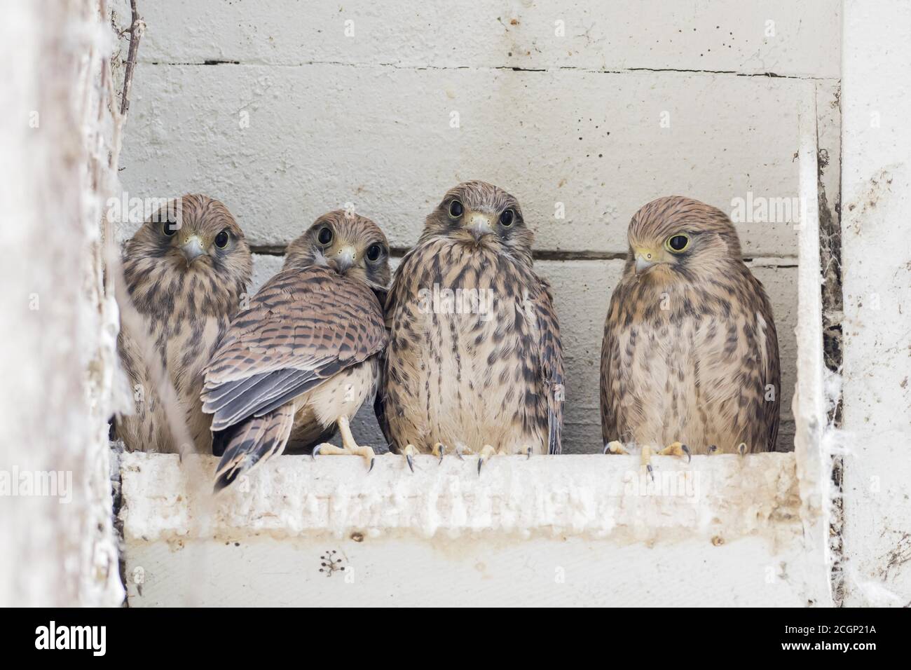 Four Common kestrels (Falco tinnunculus), young birds, sitting in the nesting box, Hesse, Germany Stock Photo