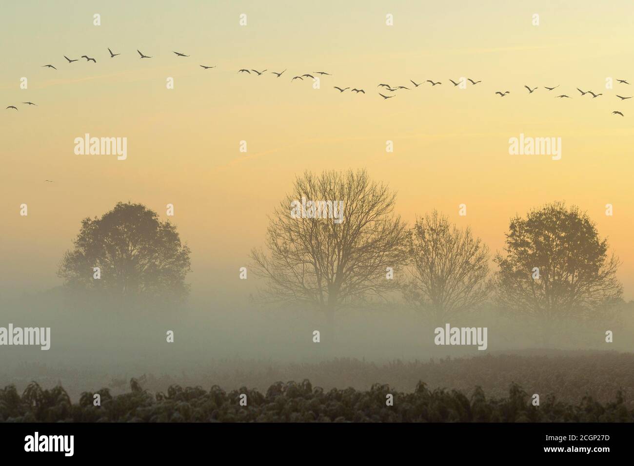 Migrating cranes (grus grus) in autumn over trees in misty landscape, Goldenstedter Moor, bird migration, Oldenburger Muensterland, Lower Saxony Stock Photo