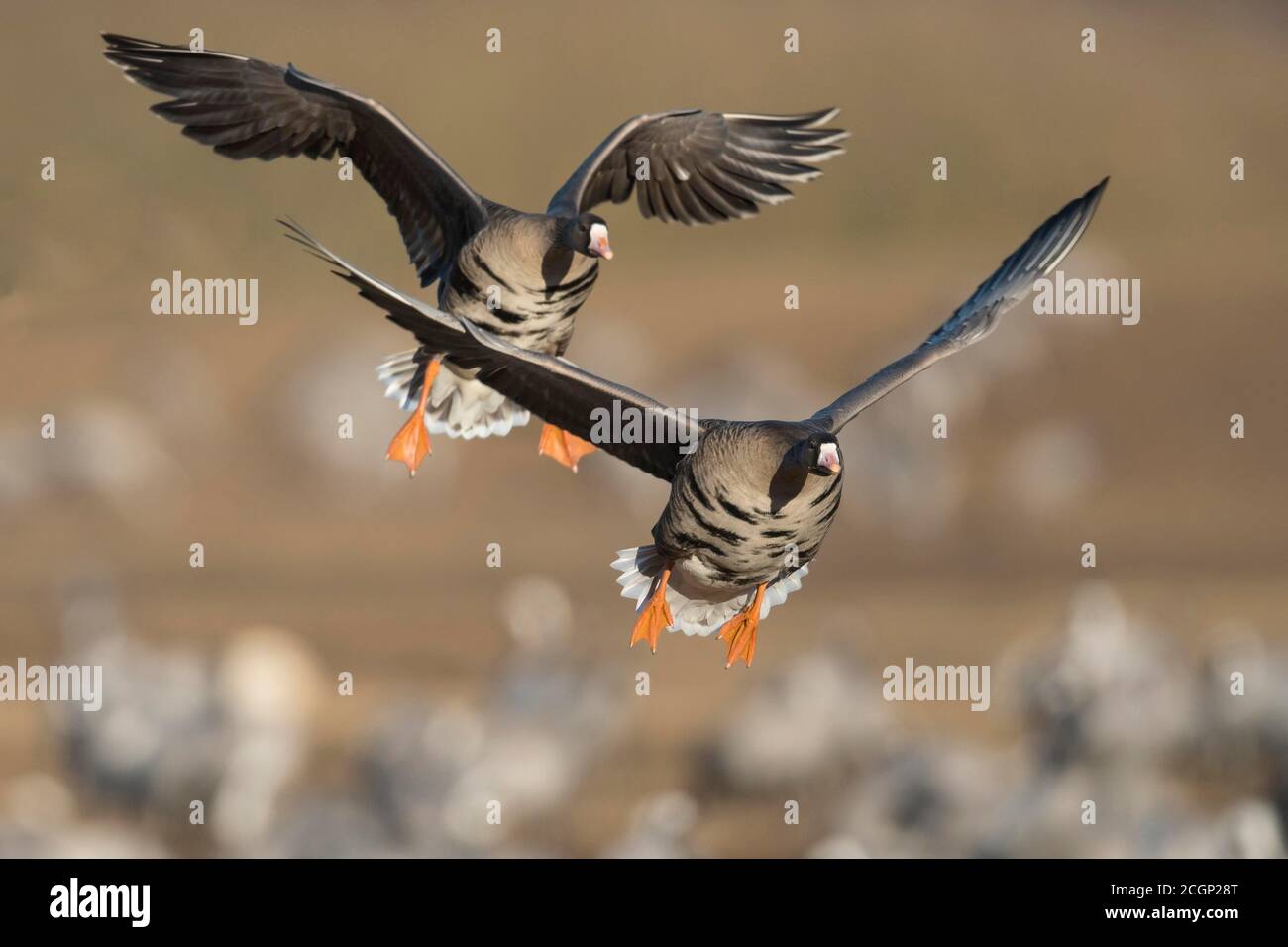 01  (Anser albifrons) in flight, migratory bird, Vaestergoetland, Sweden Stock Photo