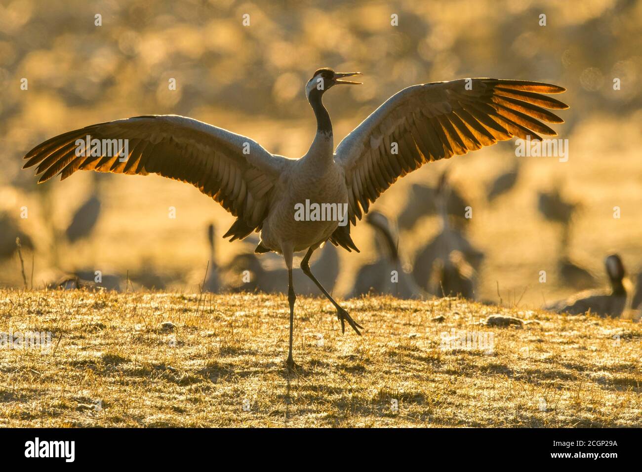 01_ grus grus courtship with flapping wings hires stock photography