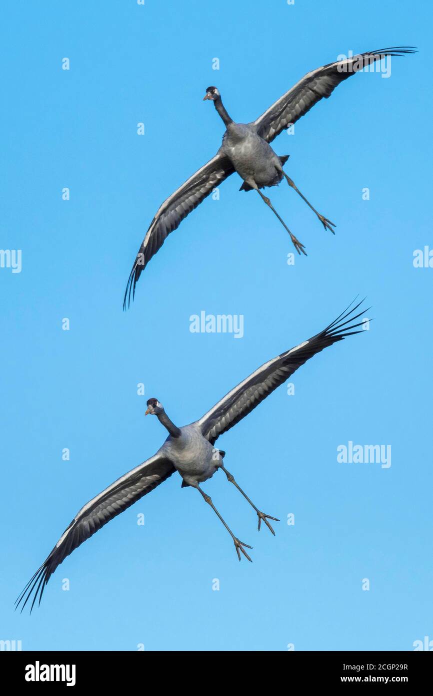 Crane (grus grus), pair flying in front of blue sky, bird migration, Vaestergoetland, Sweden Stock Photo