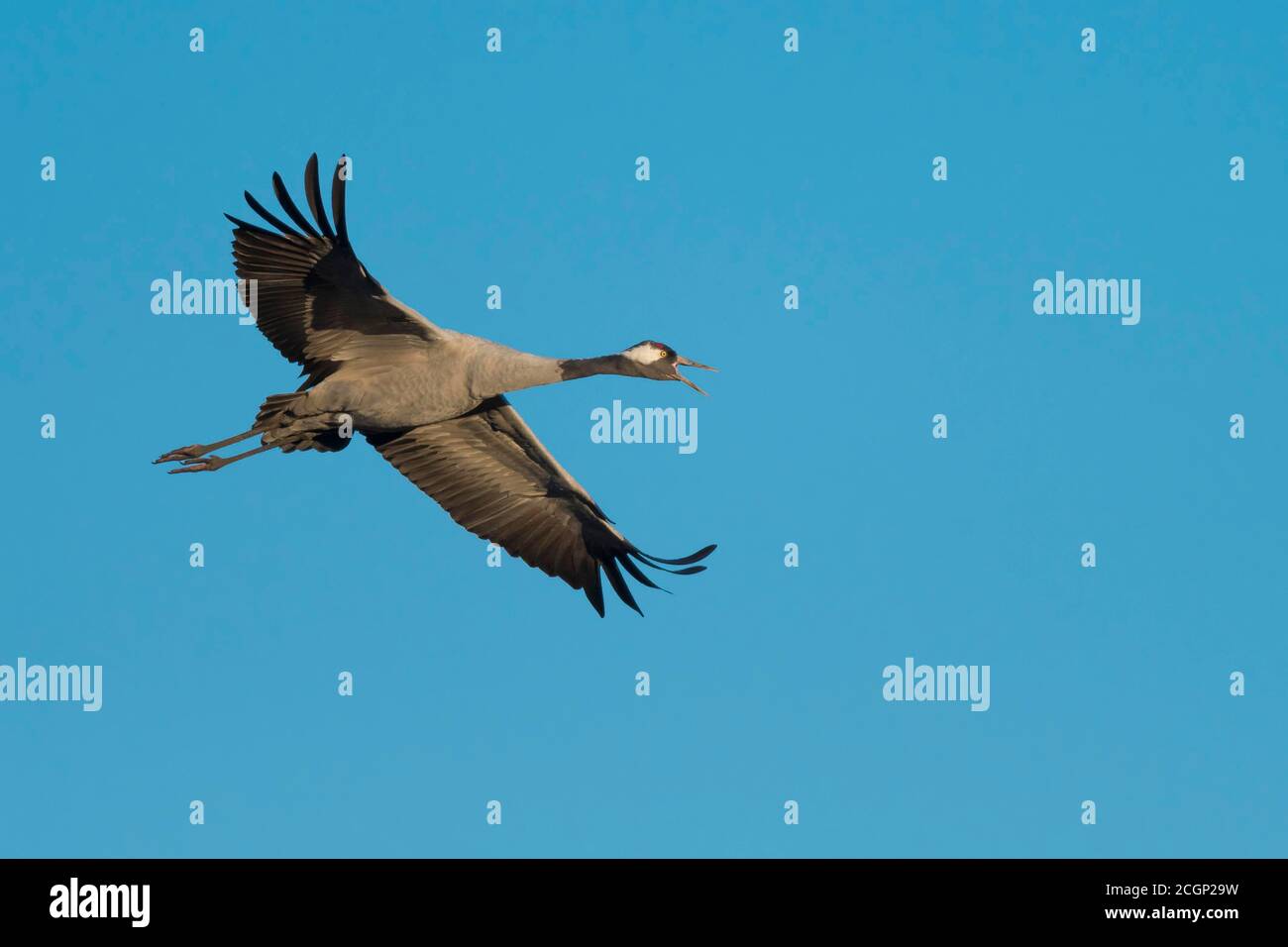 Calling Crane (grus grus) flying in front of blue sky, bird migration, Vaestergoetland, Sweden Stock Photo