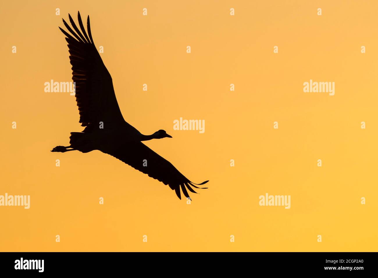 Silhouette, flying Common crane (grus grus) at sunrise, migratory bird, Vaestergoetland, Falkoeping, Sweden Stock Photo