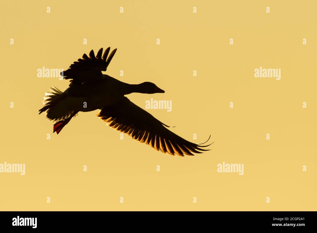 Flying Greylag goose (anser anser) in front of morning sky, silhouette, migratory bird, Vaestergoetland, Sweden Stock Photo