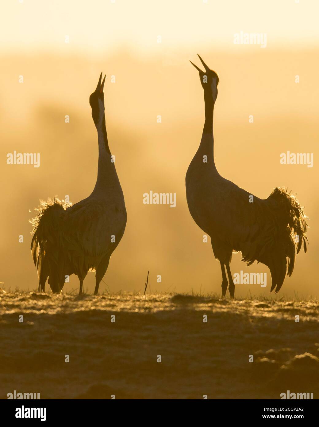 Silhouette of Grey Common cranesn (grus grus), pair of animals, courtship at sunrise, dance of the cranes, Vaestergoetland, Sweden Stock Photo