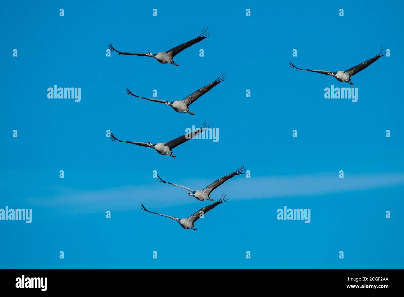 Group Common cranee (grus grus) flying in front of blue sky, bird migration, Vaestergoetland, Sweden Stock Photo