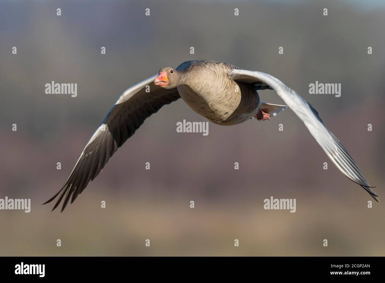Flying Greylag goose (anser anser), frontal, migratory bird, Vaestergoetland, Sweden Stock Photo