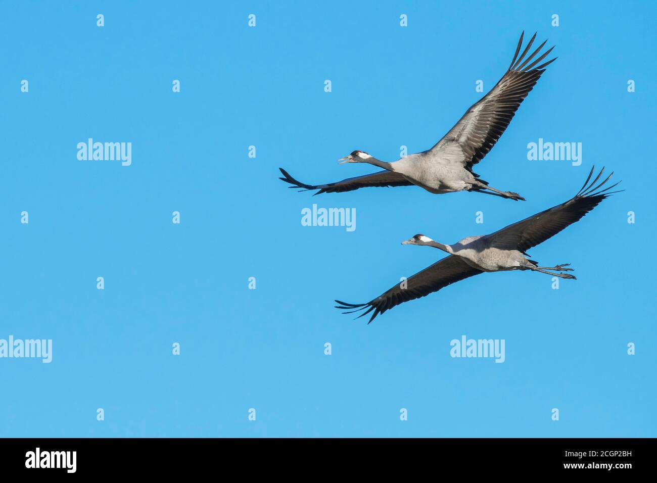 Grey Common cranes (grus grus) flying in front of blue sky, migratory bird, Vaestergoetland, Sweden Stock Photo