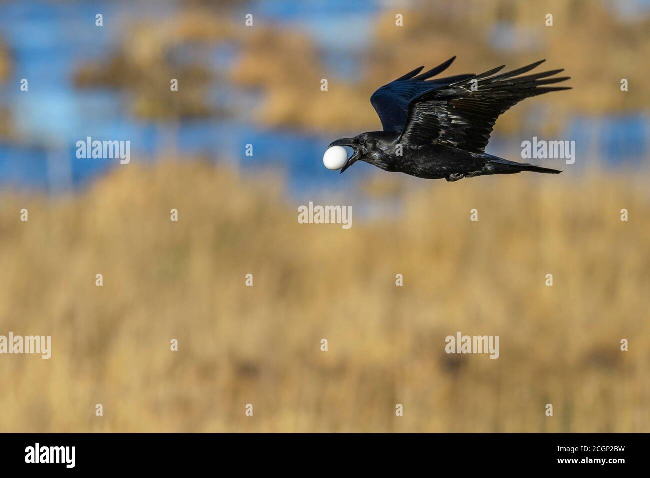 Common raven (Corvus corax) flies with a stolen bird's egg of the greylag goose, egg thief, Vaestergoetland, Sweden Stock Photo