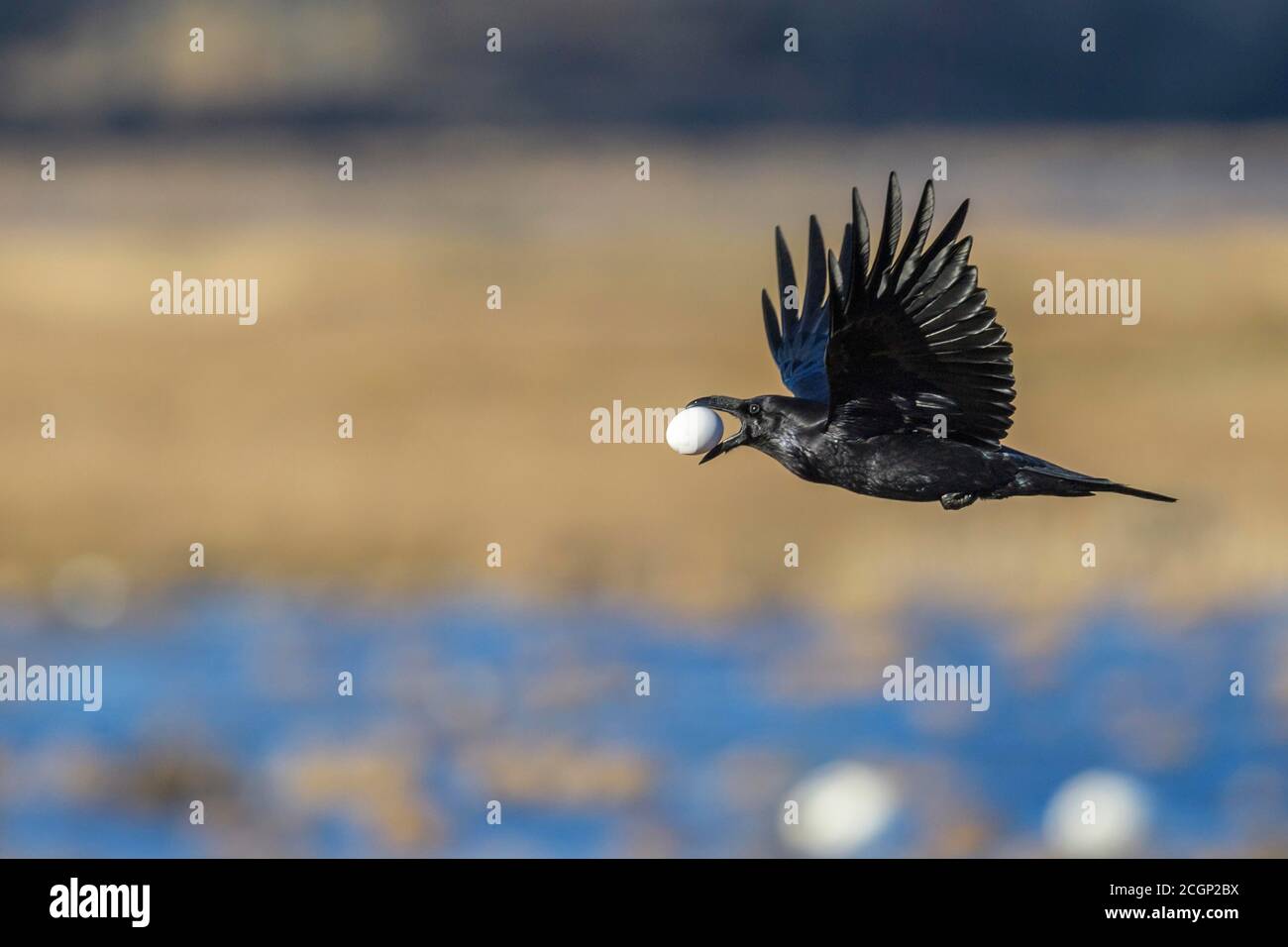 Common raven (Corvus corax) flies with a stolen bird's egg of the greylag goose, egg thief, Vaestergoetland, Sweden Stock Photo