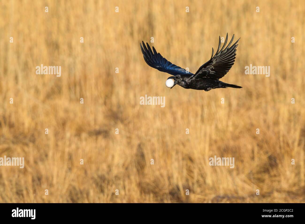 Common raven (Corvus corax) flies with a stolen bird's egg of the greylag goose, egg thief, Vaestergoetland, Sweden Stock Photo