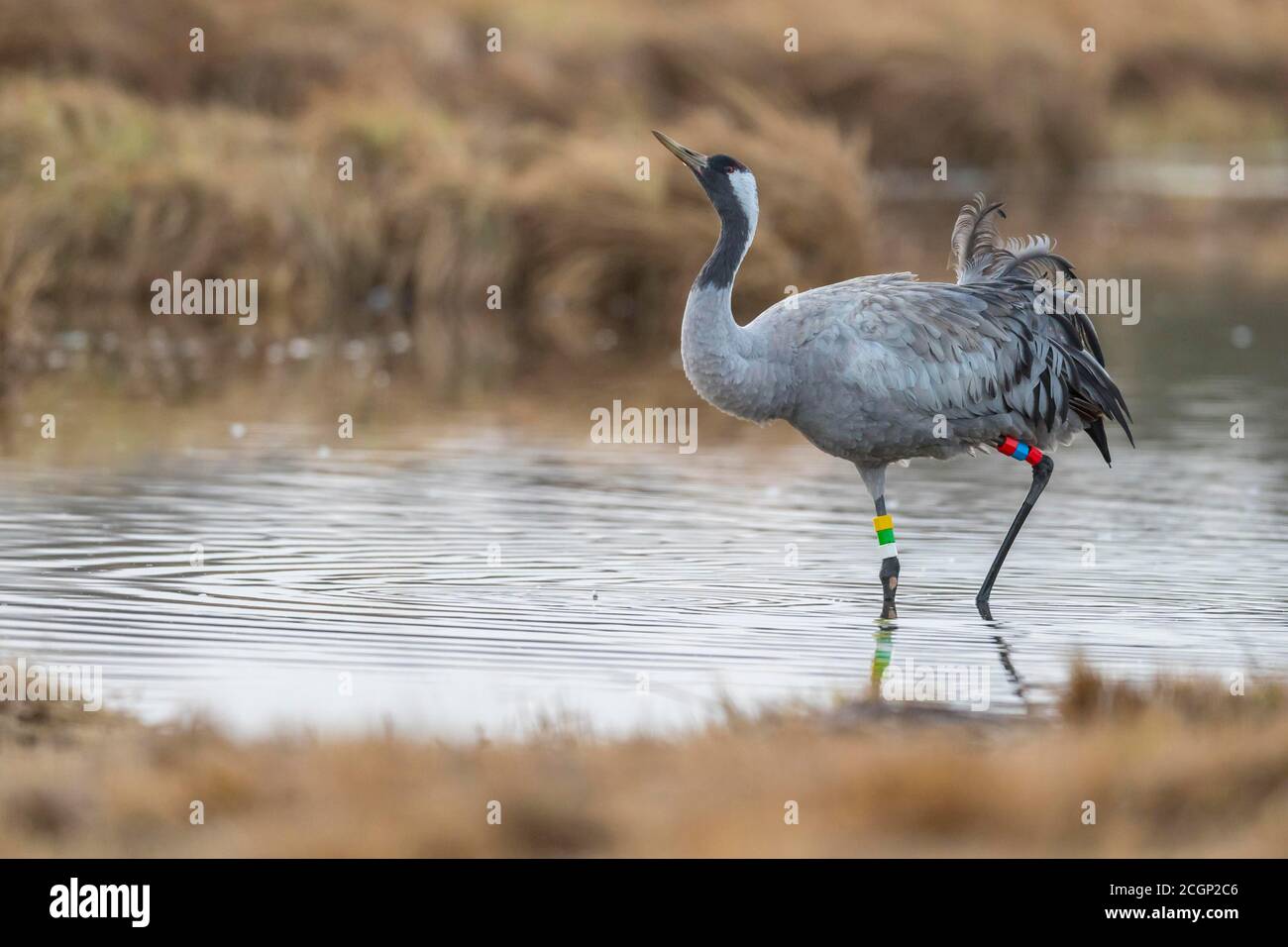 Beringter Common crane (grus grus) drinks in a body of water, Vaestergoetland, Sweden Stock Photo