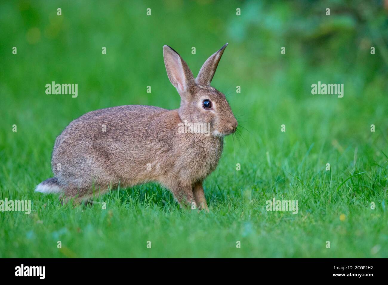 European rabbit (Oryctolagus cuniculus) in a meadow, attentive, pointed ...