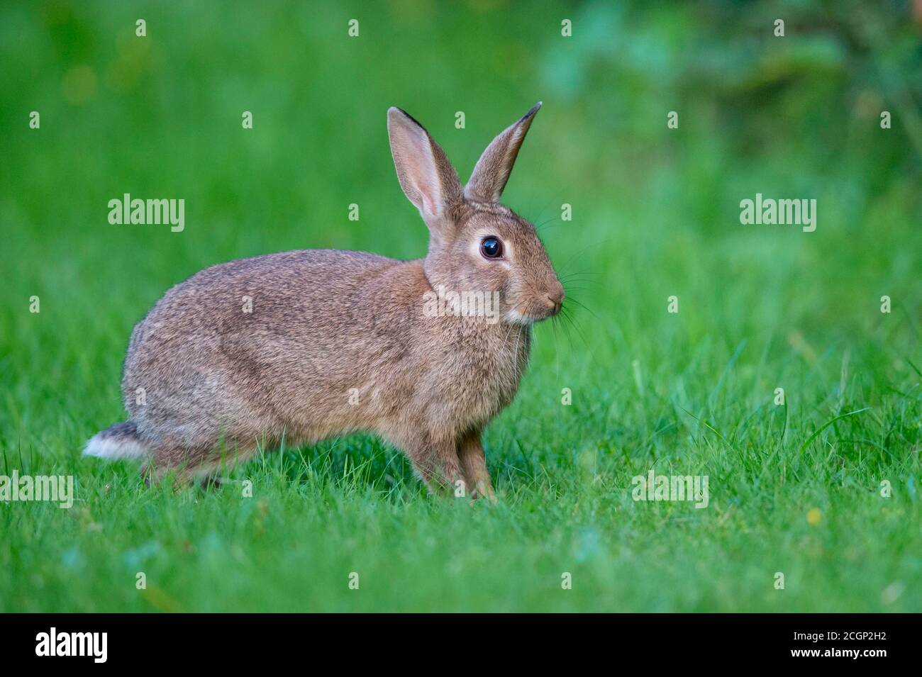 European rabbit (Oryctolagus cuniculus) in a meadow, attentive, pointed ears, Lower Saxony, Germany Stock Photo