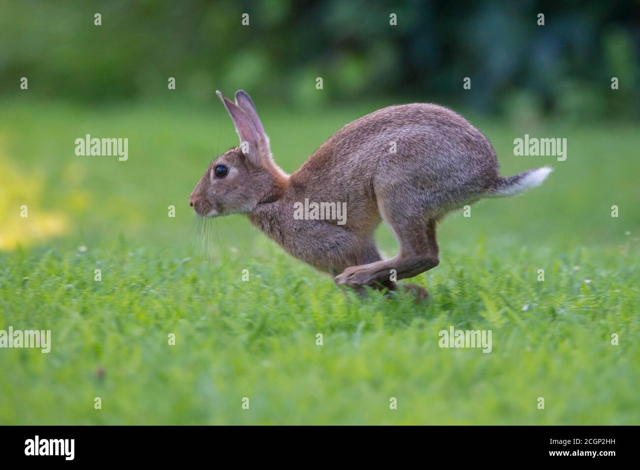 Rabbit running in grass hi-res stock photography and images - Alamy