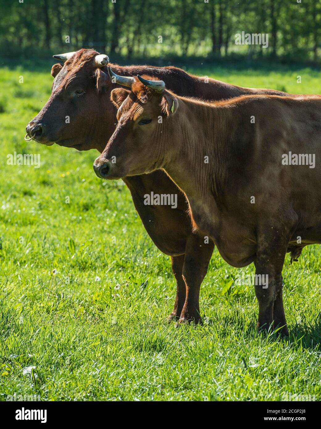 Two cattle on pasture, free range, organic farm, Bakum, Oldenburger ...