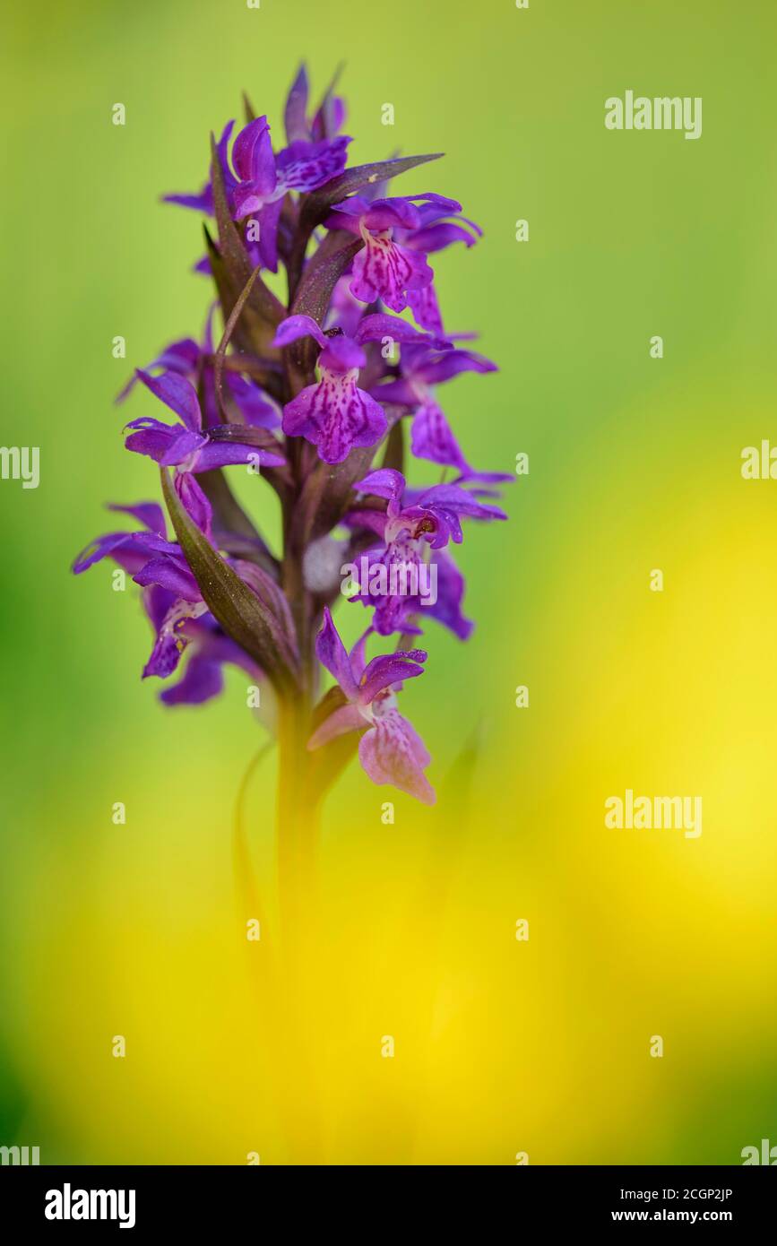 Western marsh orchid (Dactylorhiza majalis), Feldberg Lakeland, Mecklenburg-Western Pomerania, Germany Stock Photo