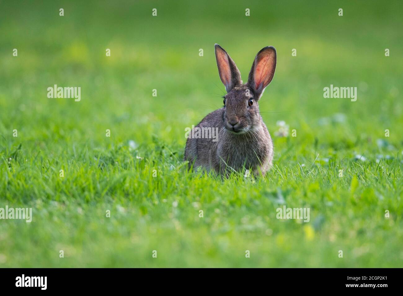 European rabbit (Oryctolagus cuniculus) in a meadow, attentive, pointed ears, Lower Saxony, Germany Stock Photo