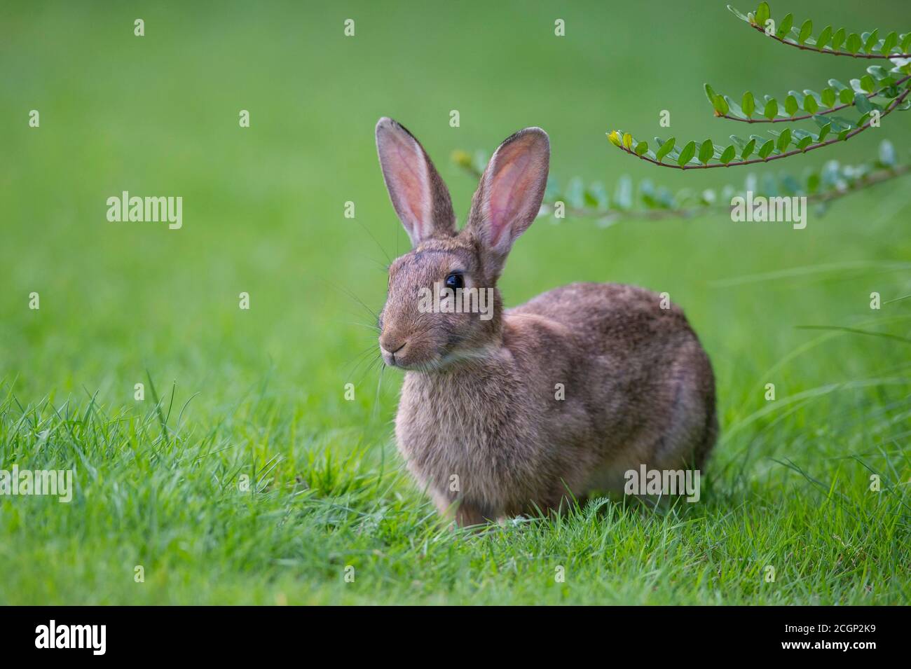 European rabbit (Oryctolagus cuniculus) in a meadow, attentive, pointed ears, Lower Saxony, Germany Stock Photo