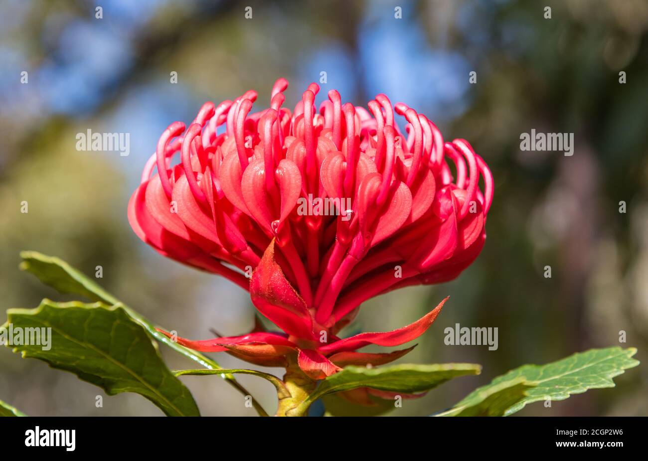 Beautiful Native Red Waratah flower in bloom with water drops. Brisbane