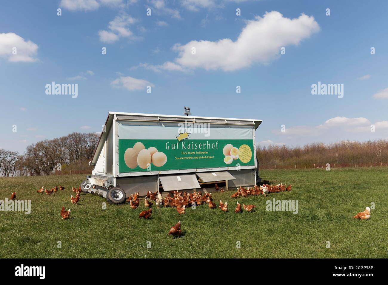 Mobile chicken house and chickens on the meadow, chicken mobile for free-range egg production, Duesseldorf, North Rhine-Westphalia, Germany Stock Photo
