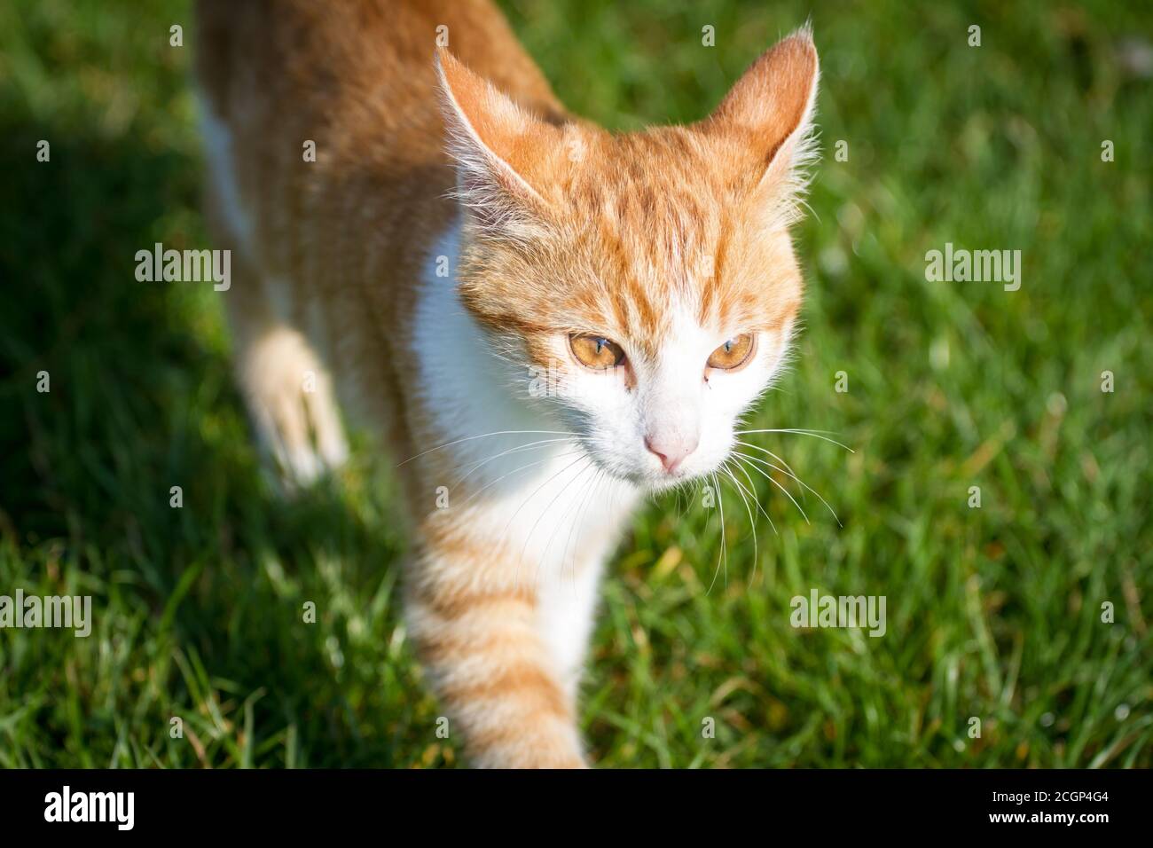 Red tabby young tomcat Stock Photo Alamy