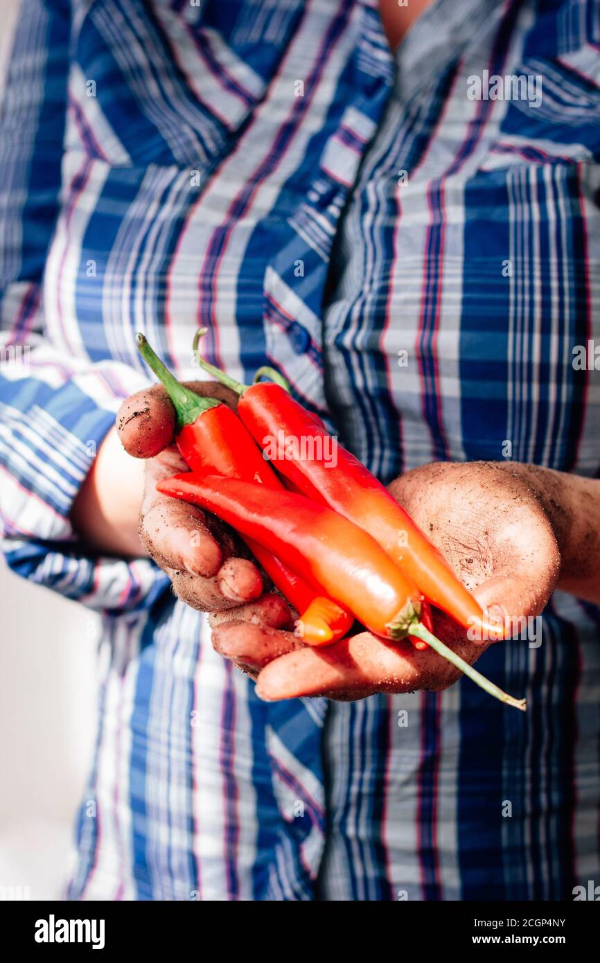 Farmer hands holding red hot chili peppers Stock Photo - Alamy