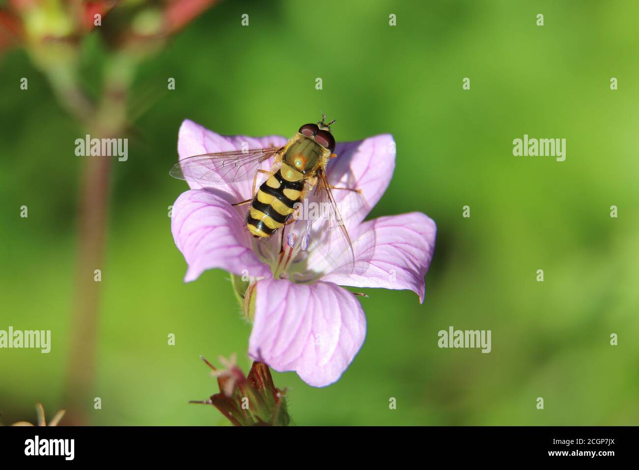 Yellow and black stripy male hoverfly or flower fly, Syrphus ribesii, on a pink cranesbill flower, close up, above view, green diffused background Stock Photo