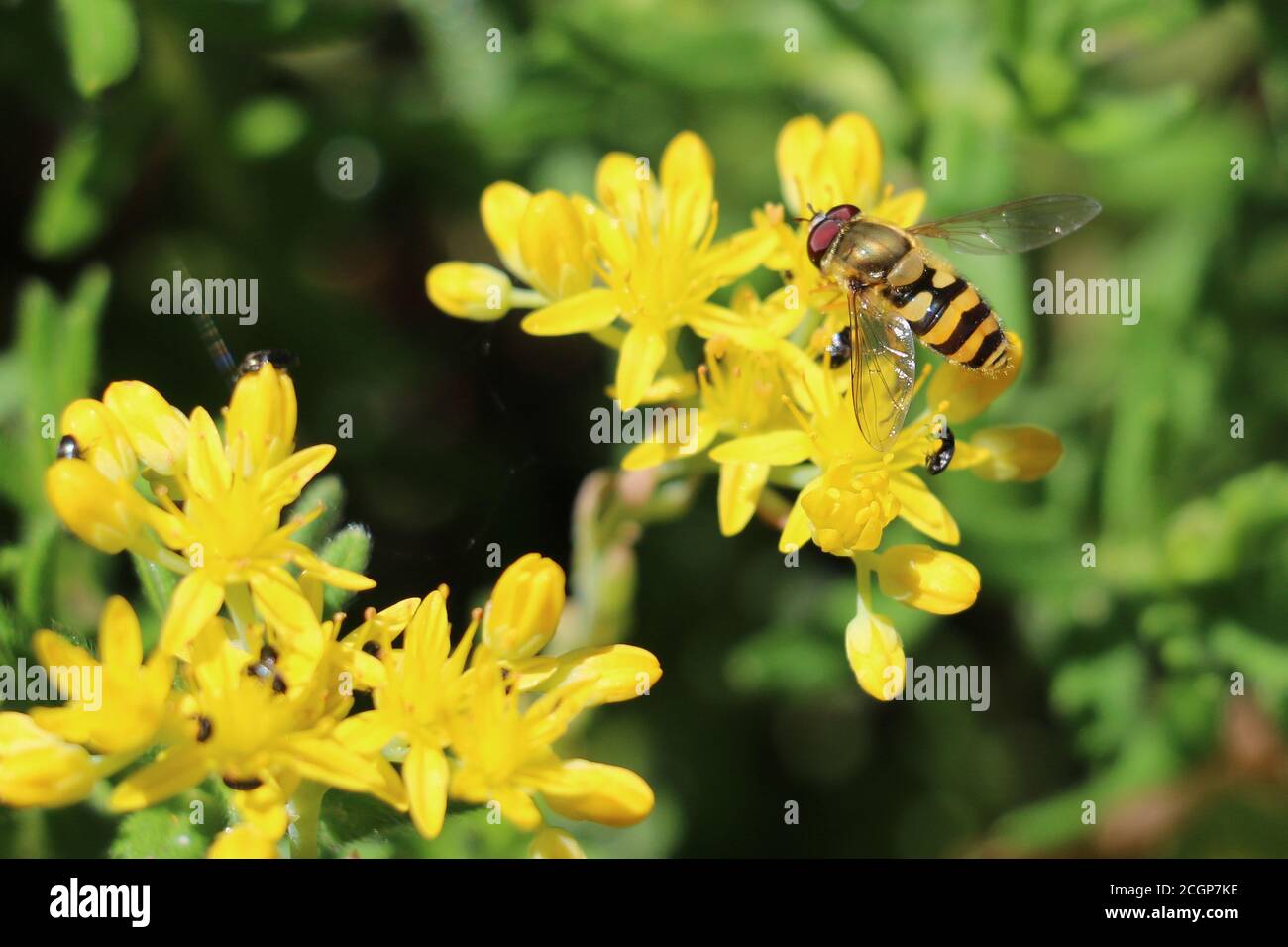 Yellow and black banded male hoverfly, Syrphus sp., on a yellow ragwort flower, Senecio jacobaea, close up, above view, green diffused background Stock Photo