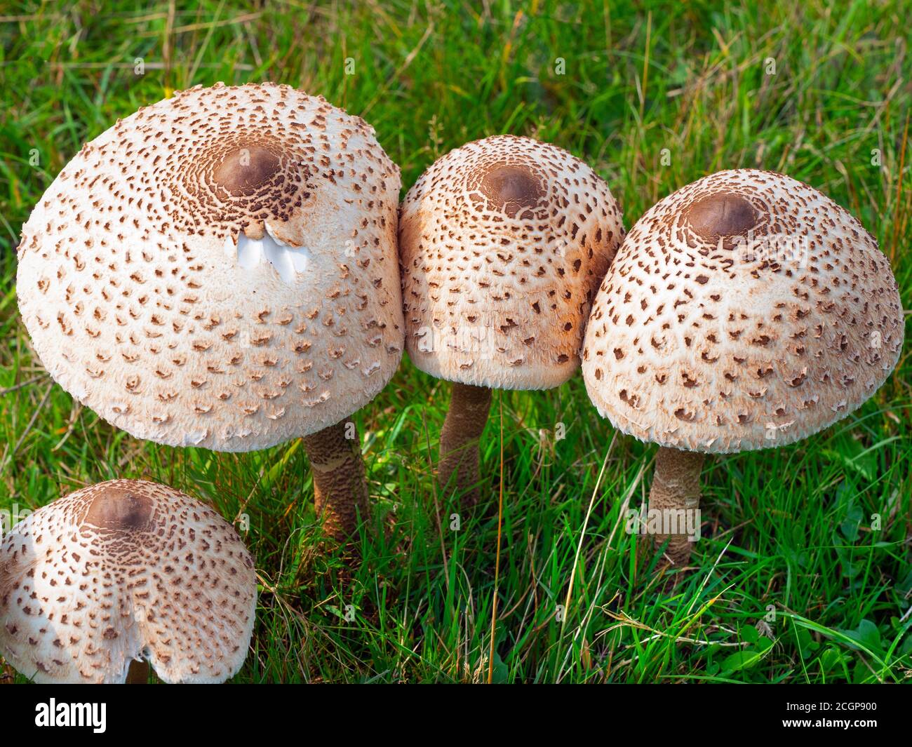 Macrolepiota procera  parasol mushroom Stock Photo