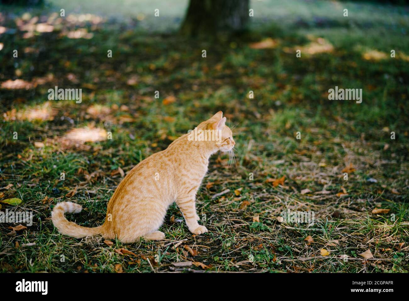 A ginger cat sits on green grass in a clearing by a tree. Stock Photo