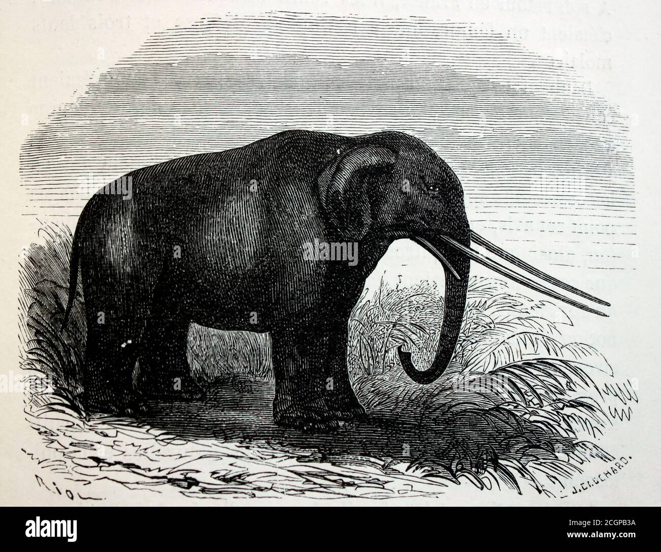 Illustration of a mastodon (Mastodon giganteus, now known as Mammut americanum), a pachyderm that lived in North America from the late Miocene to the Pleistocene, from Louis Figuier's The World Before the Deluge, 1867 American edition. Stock Photo