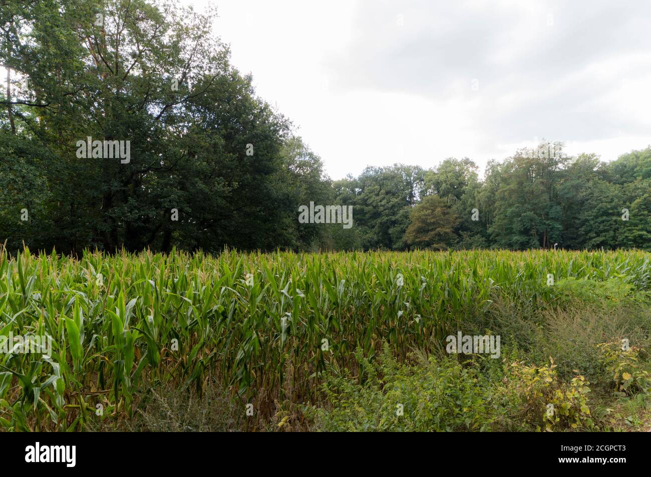 An Agricultural field near Doetinchem, The Netherlands Stock Photo