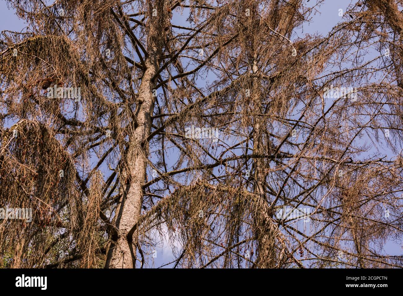 Dead spruce trees with brown branches in a forest in Germany Stock Photo Alamy
