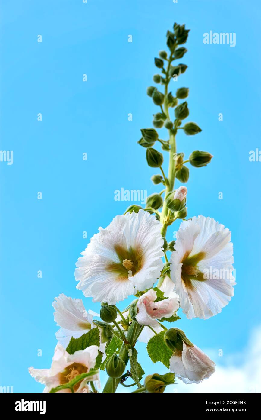A single blooming white hollyhock against a blue sky. Vertical image with copy space. Stock Photo