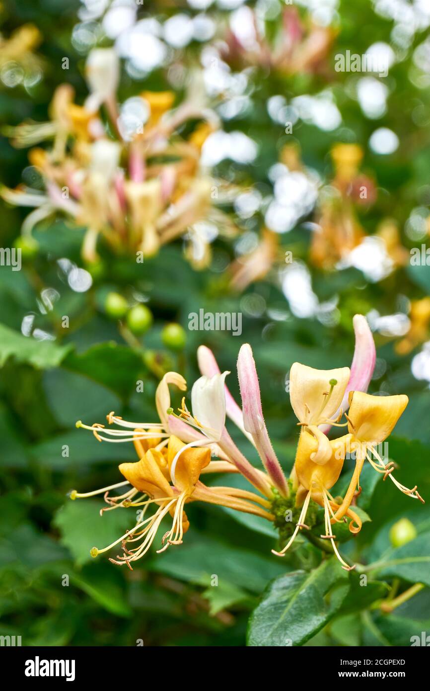 Yellow honeysuckles in bloom with green foliage in summer. Vertical image Stock Photo Alamy