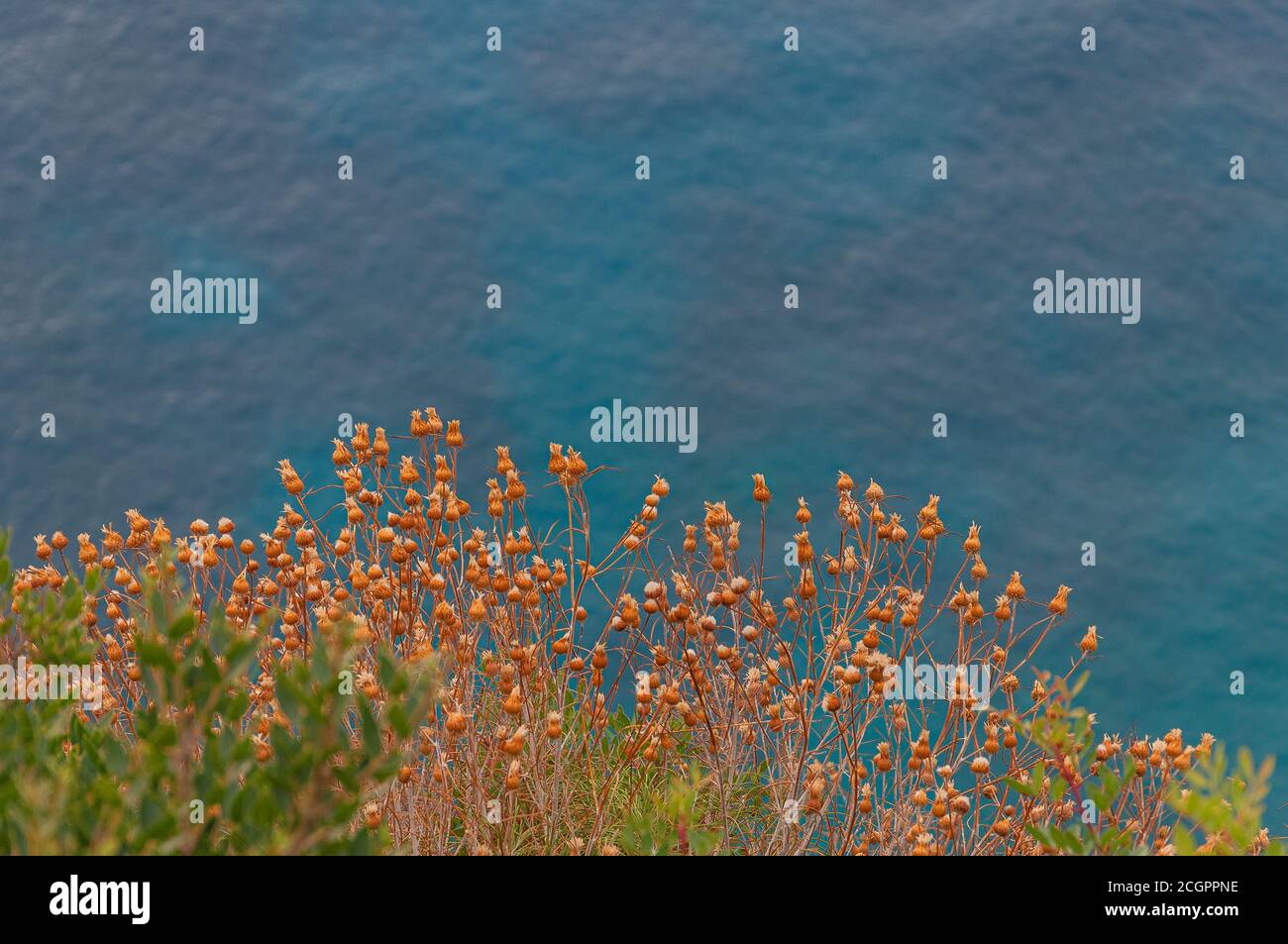 Pistils of yellow plants with turquoise sea in the background, Zakynthos island, Greece Stock Photo