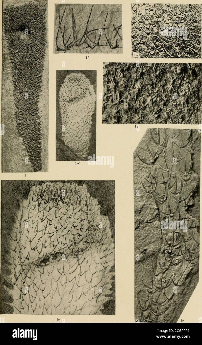 . Smithsonian miscellaneous collections . X3-) A broken-down surface ...
