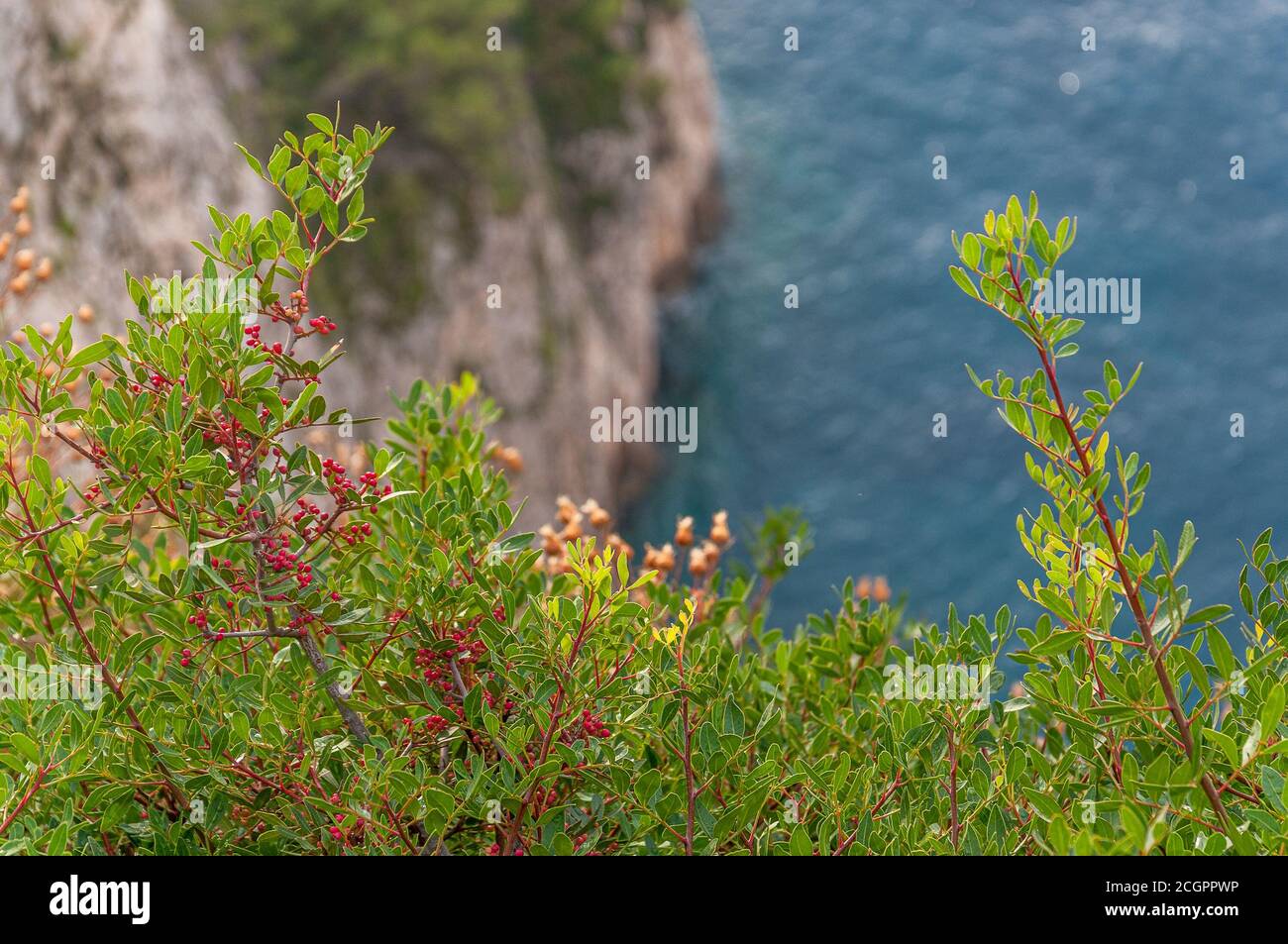 Plants with small red fruits with turquoise sea in the background, Zakynthos island, Greece Stock Photo